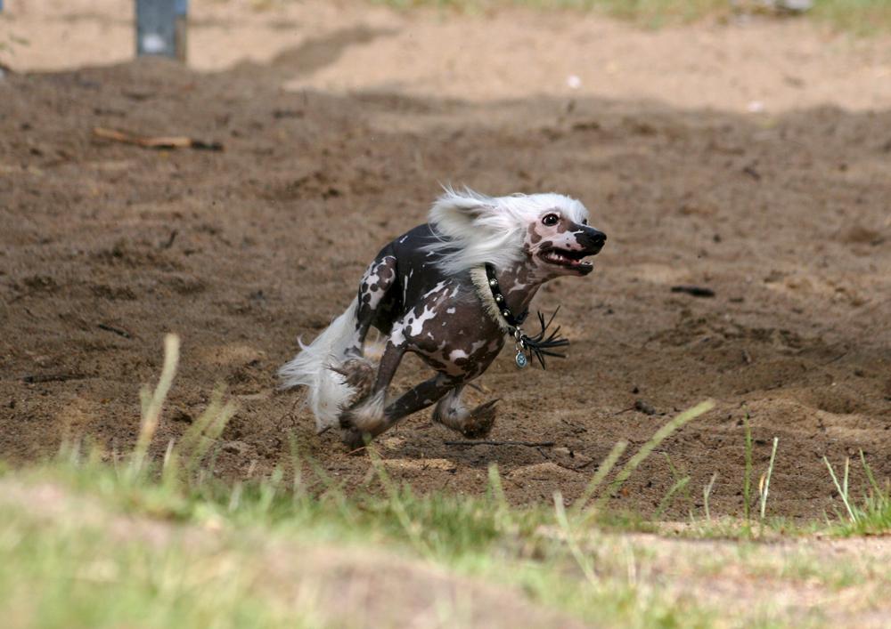 Chinese crested hårløs Malthe billede 16