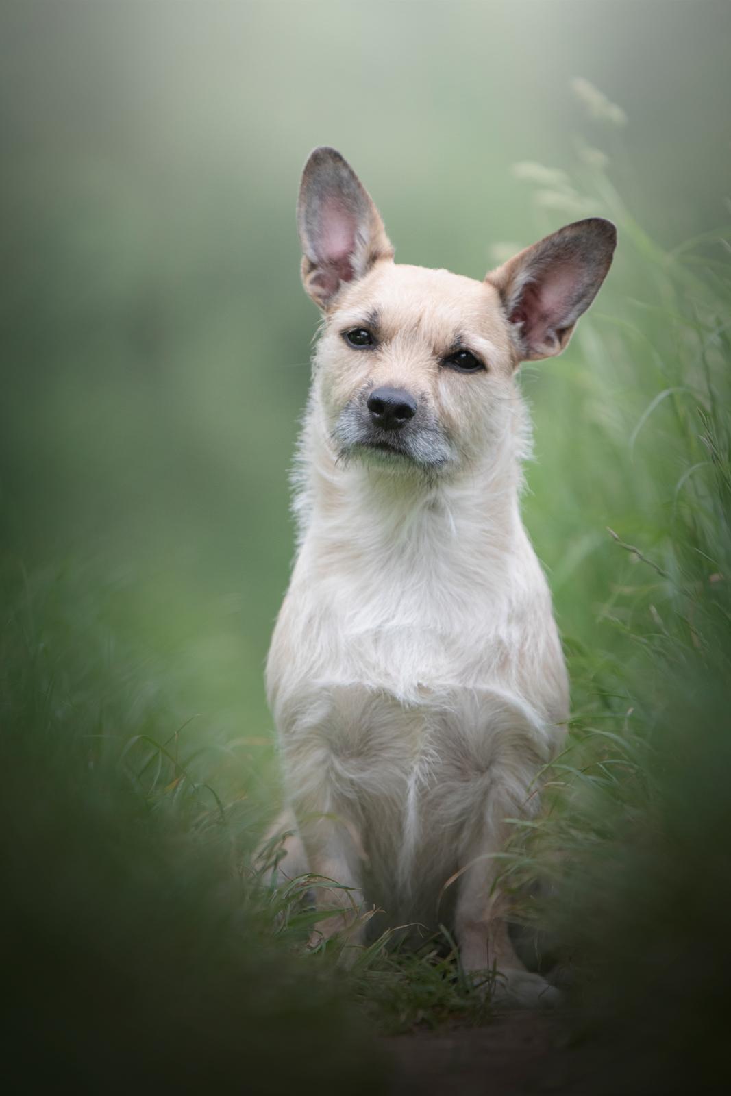 Blanding af racer Karla - Foto af Sally Bang Reher billede 28