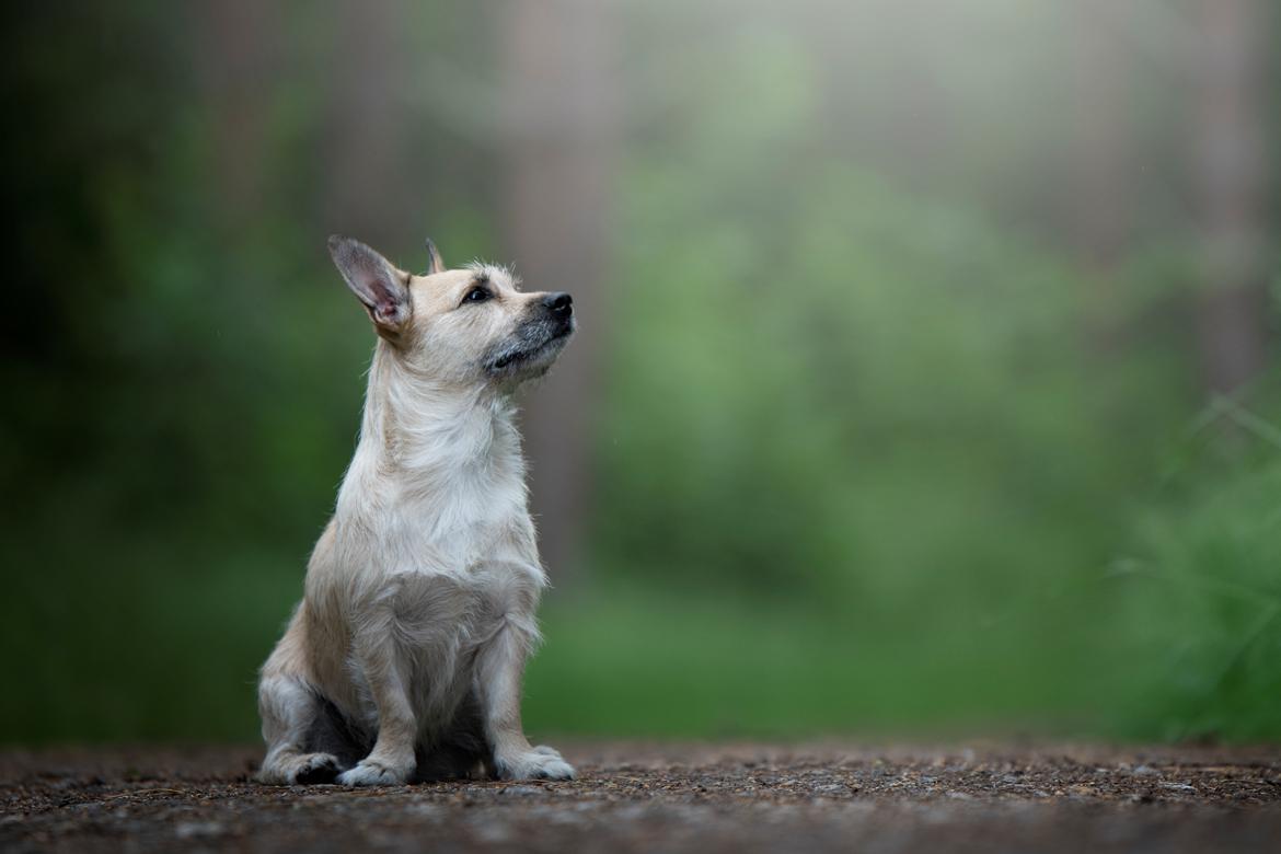 Blanding af racer Karla - Foto af Sally Bang Reher billede 34