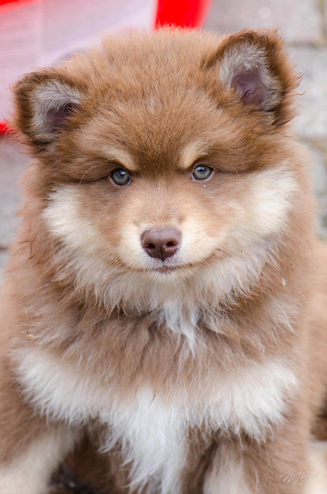 Finsk lapphund Lapinkaunis Shelby Maverick billede 9