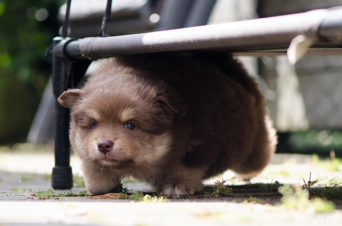Finsk lapphund Lapinkaunis Shelby Maverick billede 10