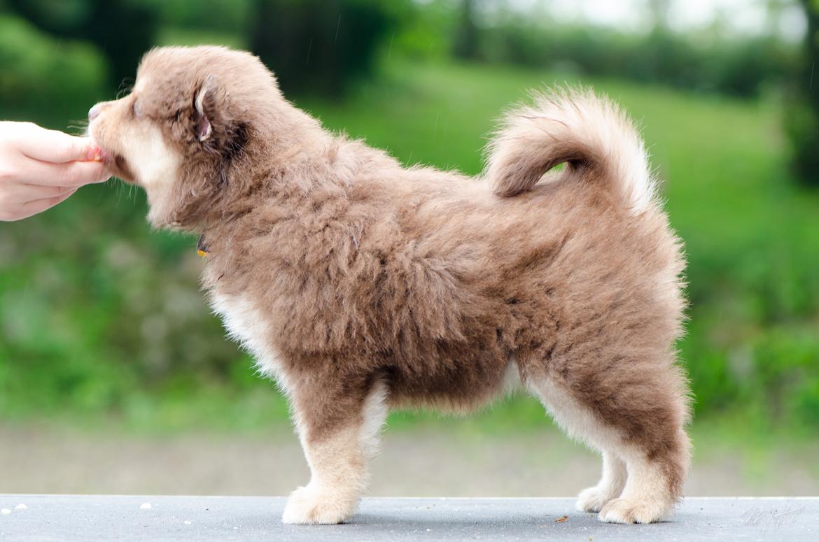 Finsk lapphund Lapinkaunis Shelby Maverick - 6 uger billede 22