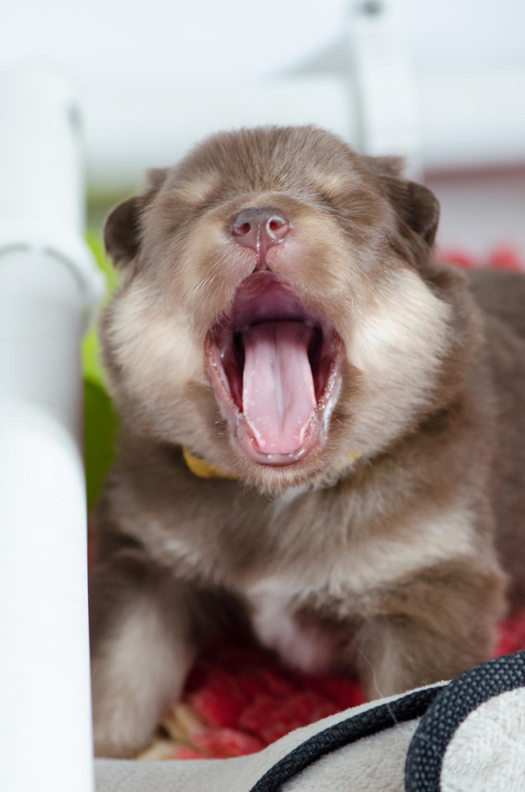 Finsk lapphund Lapinkaunis Shelby Maverick billede 11