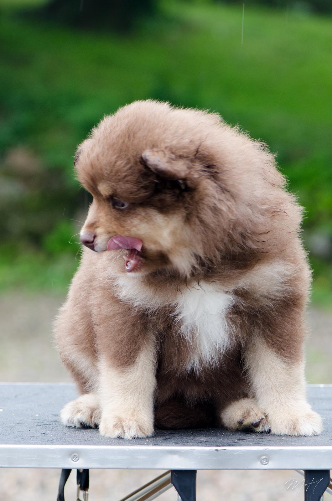 Finsk lapphund Lapinkaunis Shelby Maverick billede 12