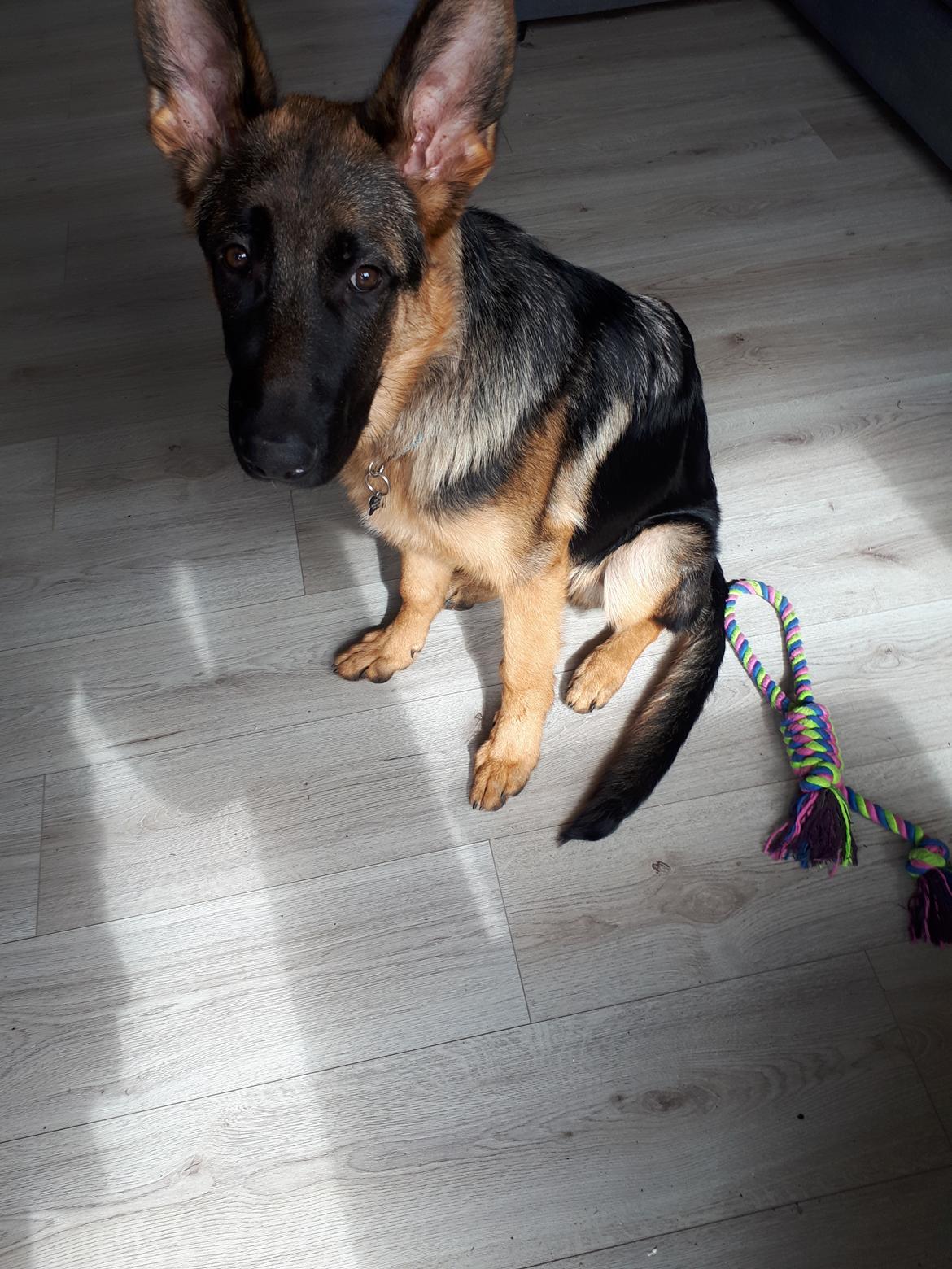 Schæferhund Santo jr. - 5 mdr billede 28