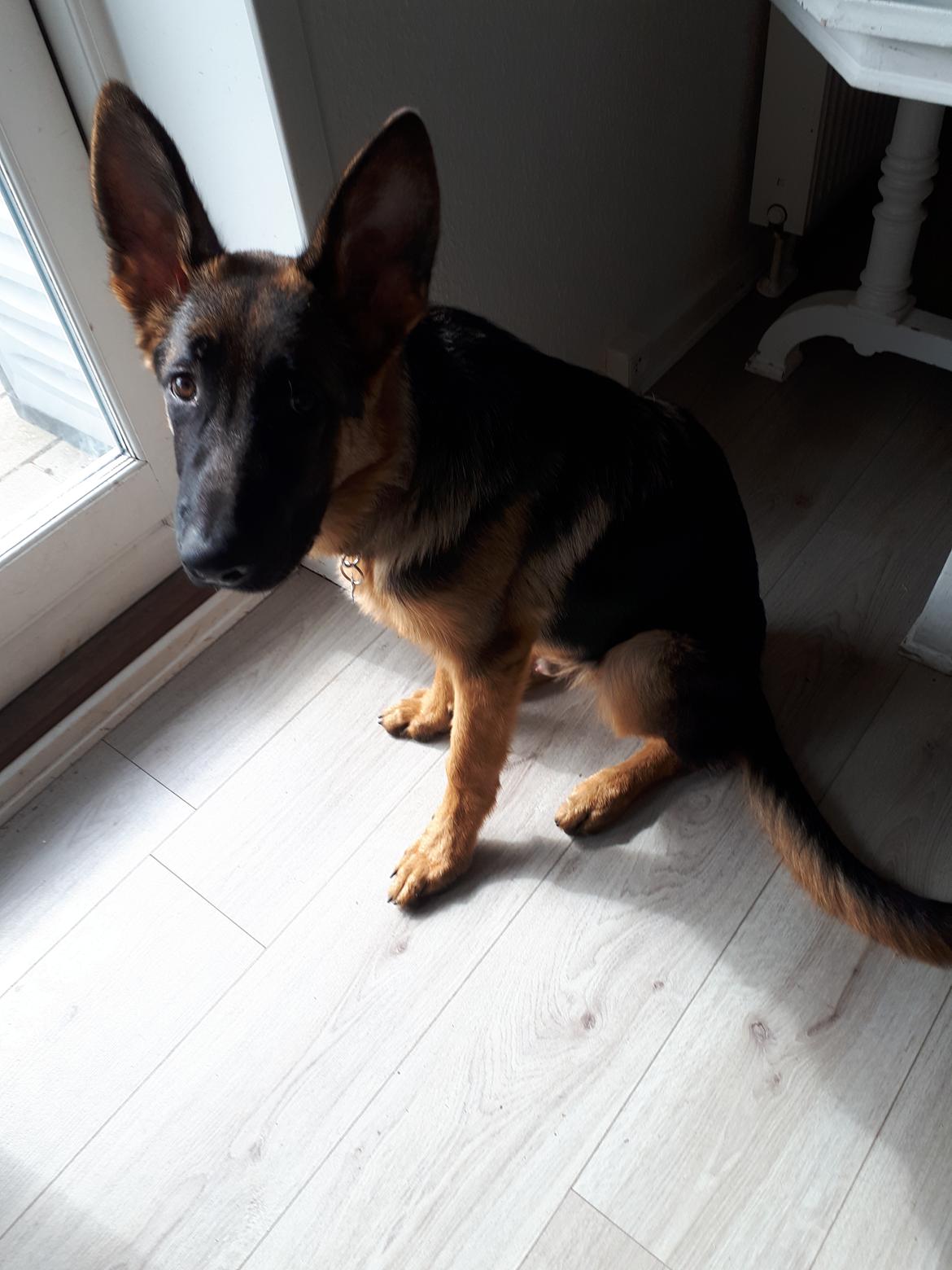 Schæferhund Santo jr. billede 29