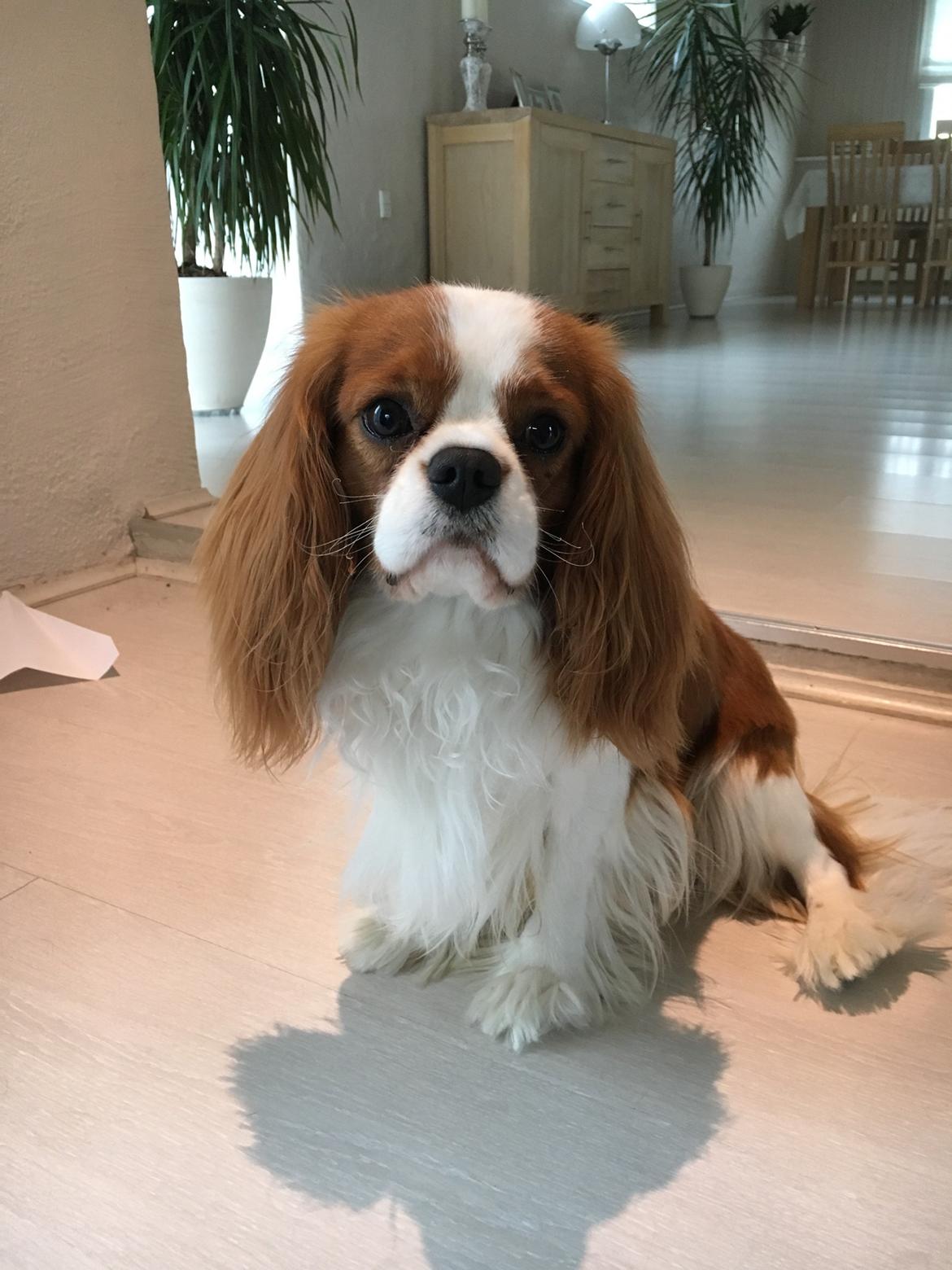 Cavalier king charles spaniel Arthur billede 39