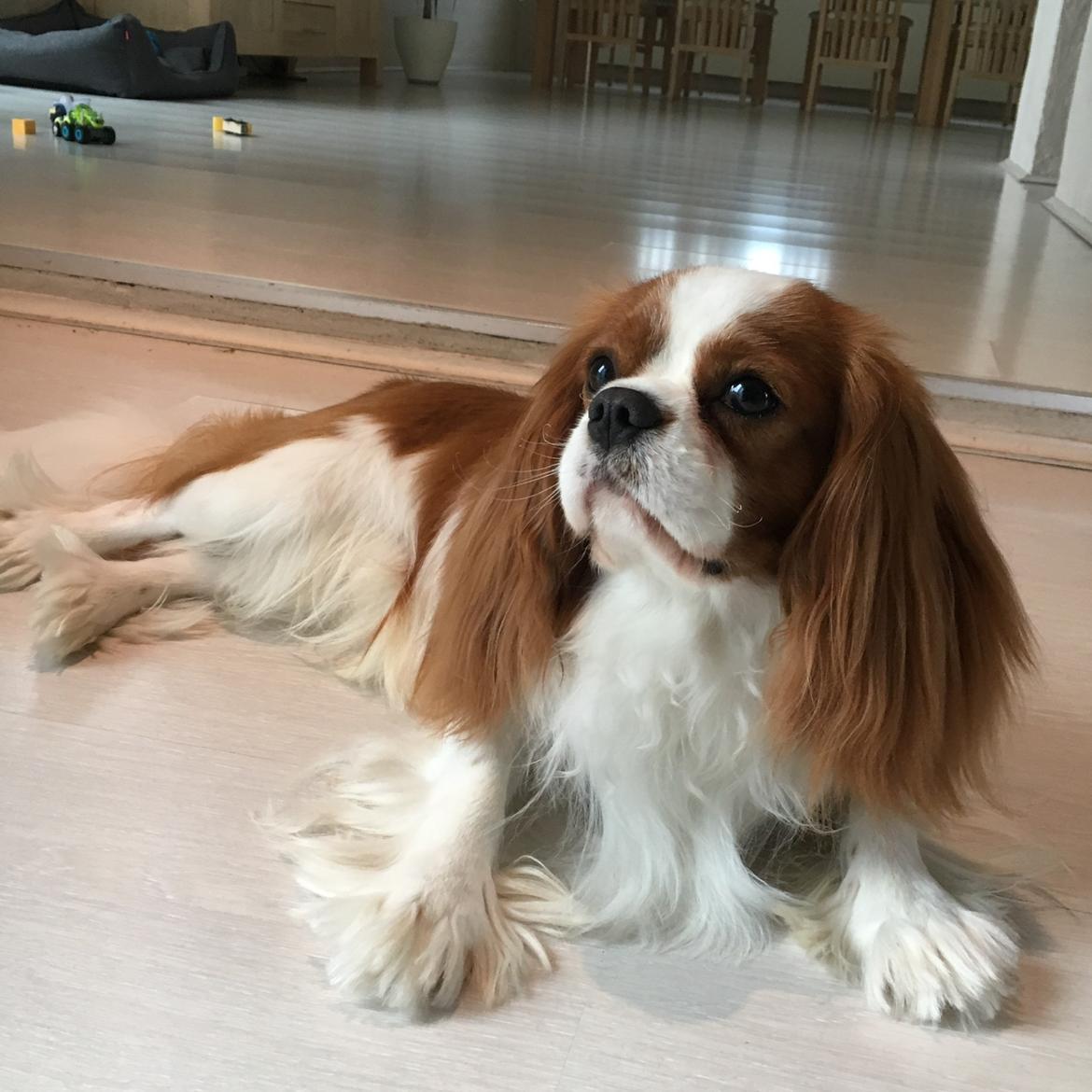 Cavalier king charles spaniel Arthur billede 40