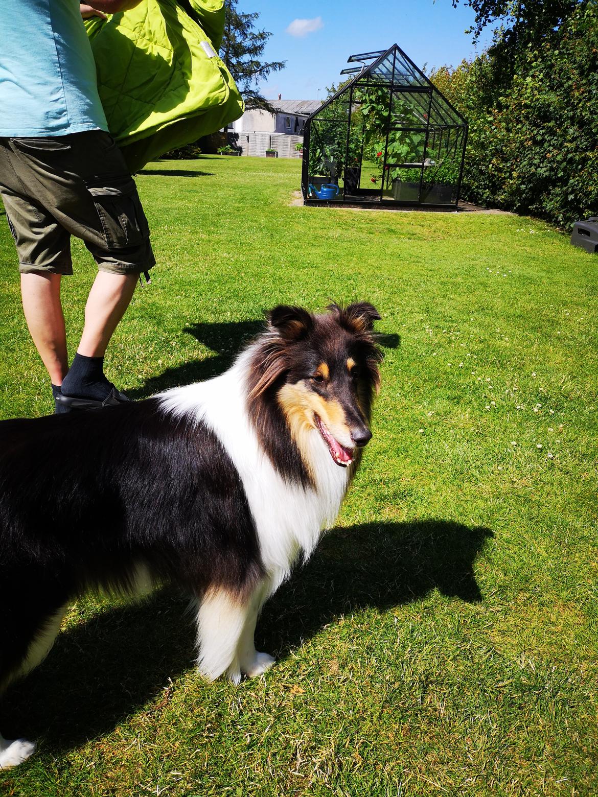 Collie langhåret Fleur billede 2