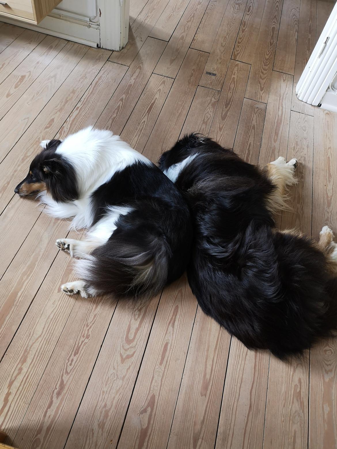 Collie langhåret Fleur billede 5