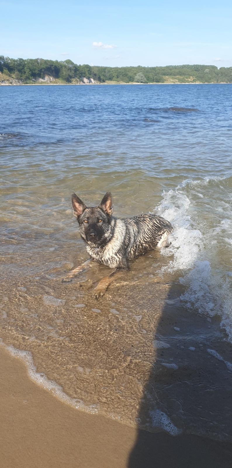 Schæferhund Esso (Haubroe Aud) billede 26