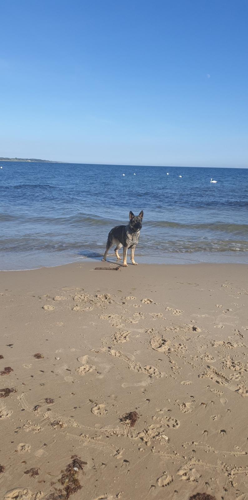 Schæferhund Esso (Haubroe Aud) billede 27