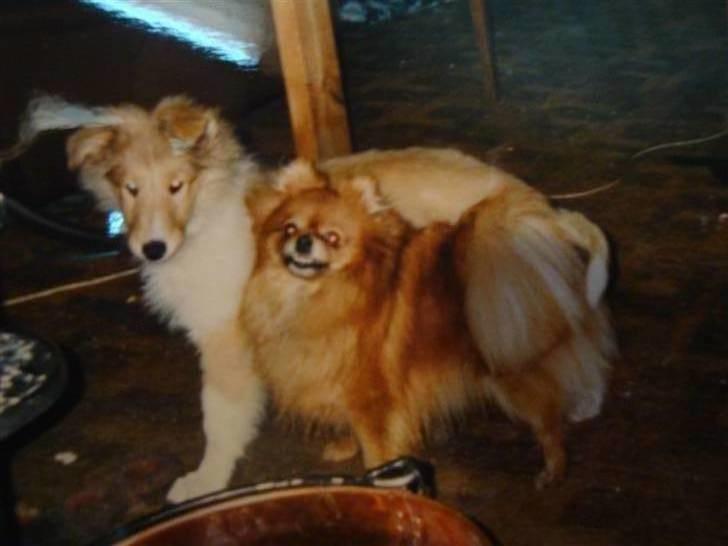 Pomeranian Topsys Rødtop - en ung Trunte med en stolt Rødtop...hun mener vist det er hendes prochekt  2003 billede 1