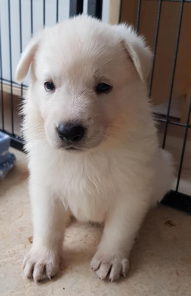 Hvid Schweizisk Hyrdehund SKYE (BeDaBlanco Nice Ninja) - Skye 4 uger gammel - Billede taget af opdrætter BeDaBlanco billede 4
