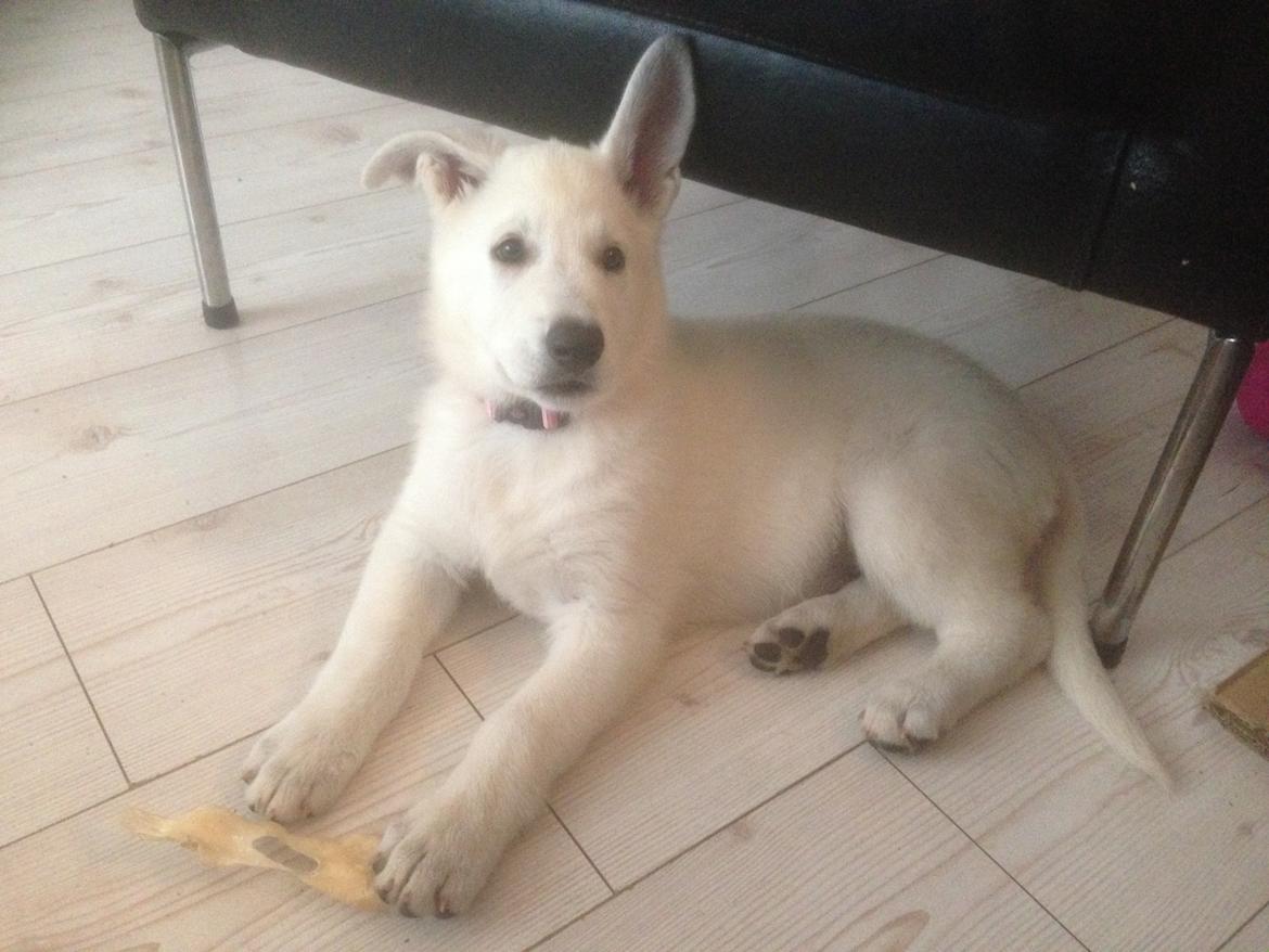 Hvid Schweizisk Hyrdehund SKYE (BeDaBlanco Nice Ninja) - "Så gennemgik jeg selvstændigt hele huset, og jo, det er okay, her kan jeg godt bo ... Jeg ledte efter min nye søster, kattemissen Sadie, men fandt hende ikke ..." billede 12