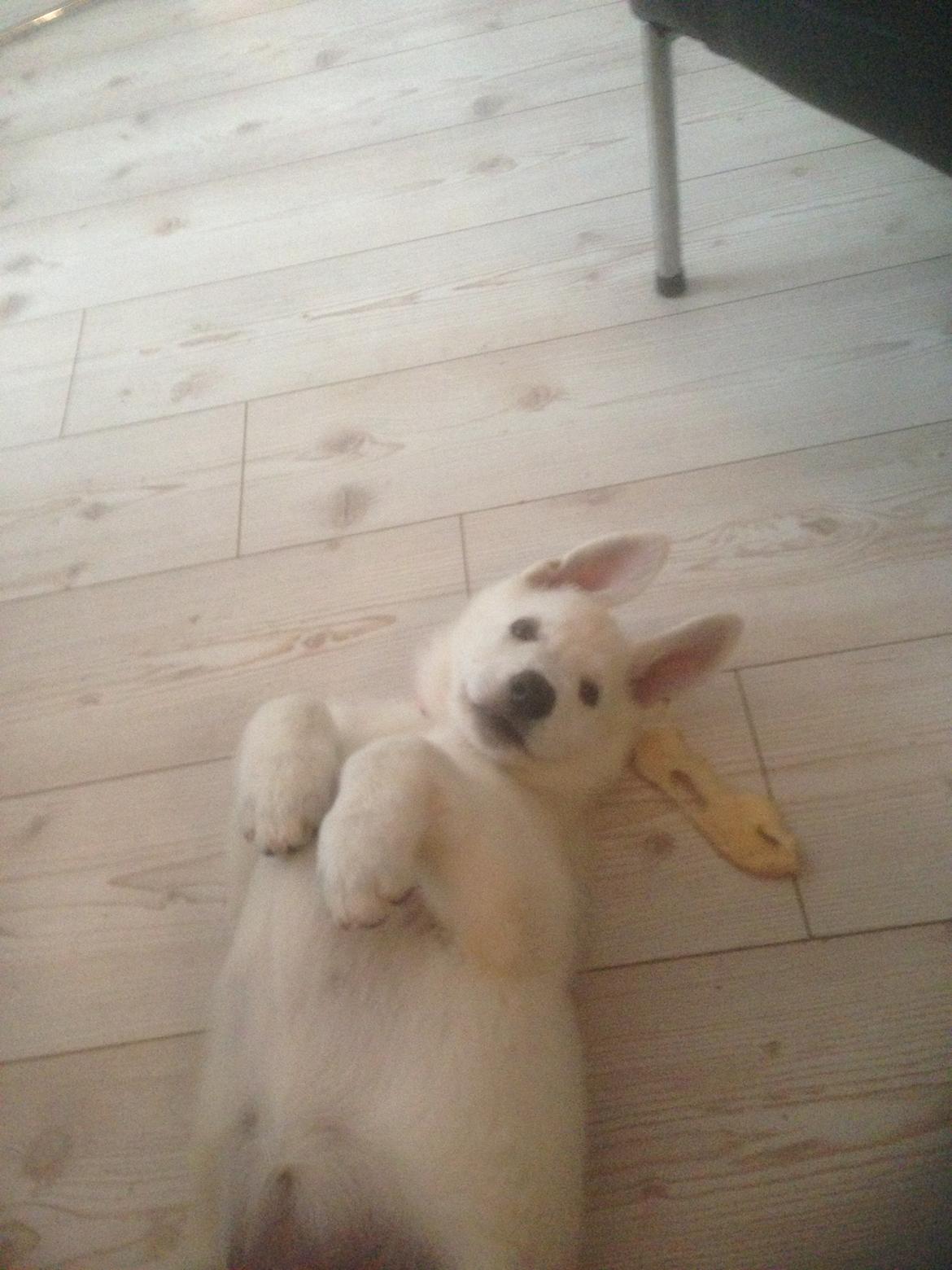 Hvid Schweizisk Hyrdehund SKYE (BeDaBlanco Nice Ninja) - "Ihh så har jeg været 1 døgn i mit nye hjem. Jeg er ved at charme mig ind hos min nye Moar Jeg fandt ud af, at det er hende der styrer madrationerne, så det er om at holde sig på god pote med hende .." billede 15
