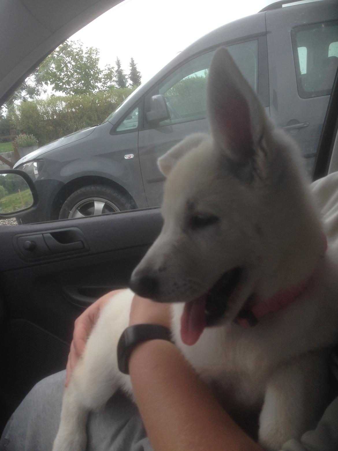 Hvid Schweizisk Hyrdehund SKYE (BeDaBlanco Nice Ninja) - Skye 8 uger gammel: Afhentes ved opdrætter billede 8