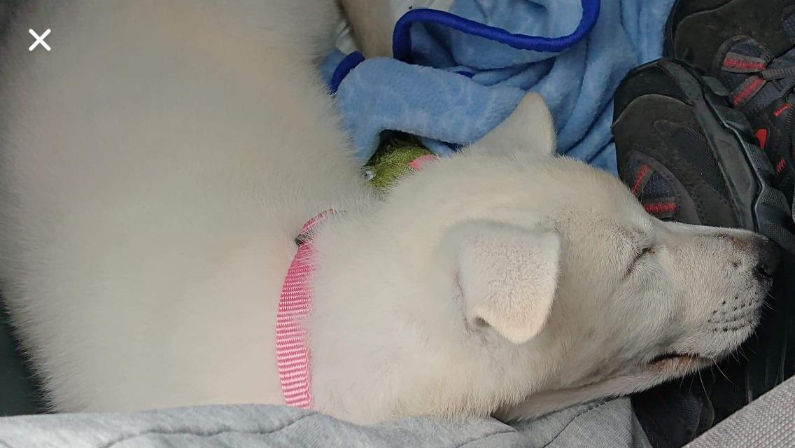 Hvid Schweizisk Hyrdehund SKYE (BeDaBlanco Nice Ninja) - "Meen så faldt jeg også omkuld og boblede resten af vejen" billede 10