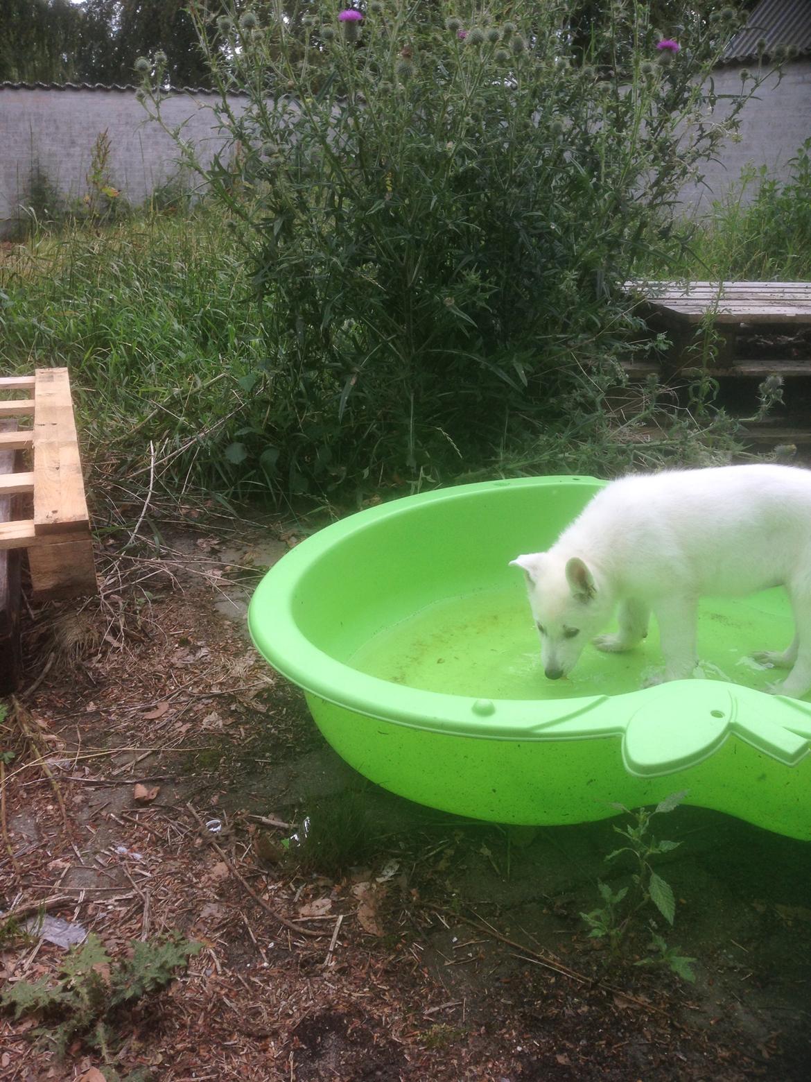 Hvid Schweizisk Hyrdehund SKYE (BeDaBlanco Nice Ninja) - "I de første 30 min. i mit nye hjem gik jeg direkte i haven og besørgede hvad der skulle besørges, jeg udforskede selvstændigt haven, og tog et fodbad ... ahh" billede 11