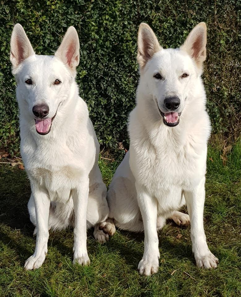 Hvid Schweizisk Hyrdehund SKYE (BeDaBlanco Nice Ninja) - "Lige et billede af mine skønne forældre, inden I daffer. Er de ikke dejlige som de der sidder og misser med øjnene pga. solen?" billede 18