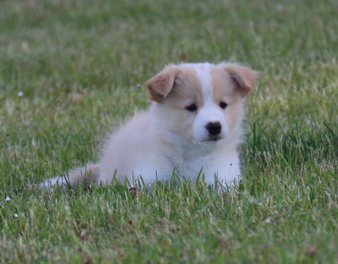 Border collie Ready to work Athena billede 9