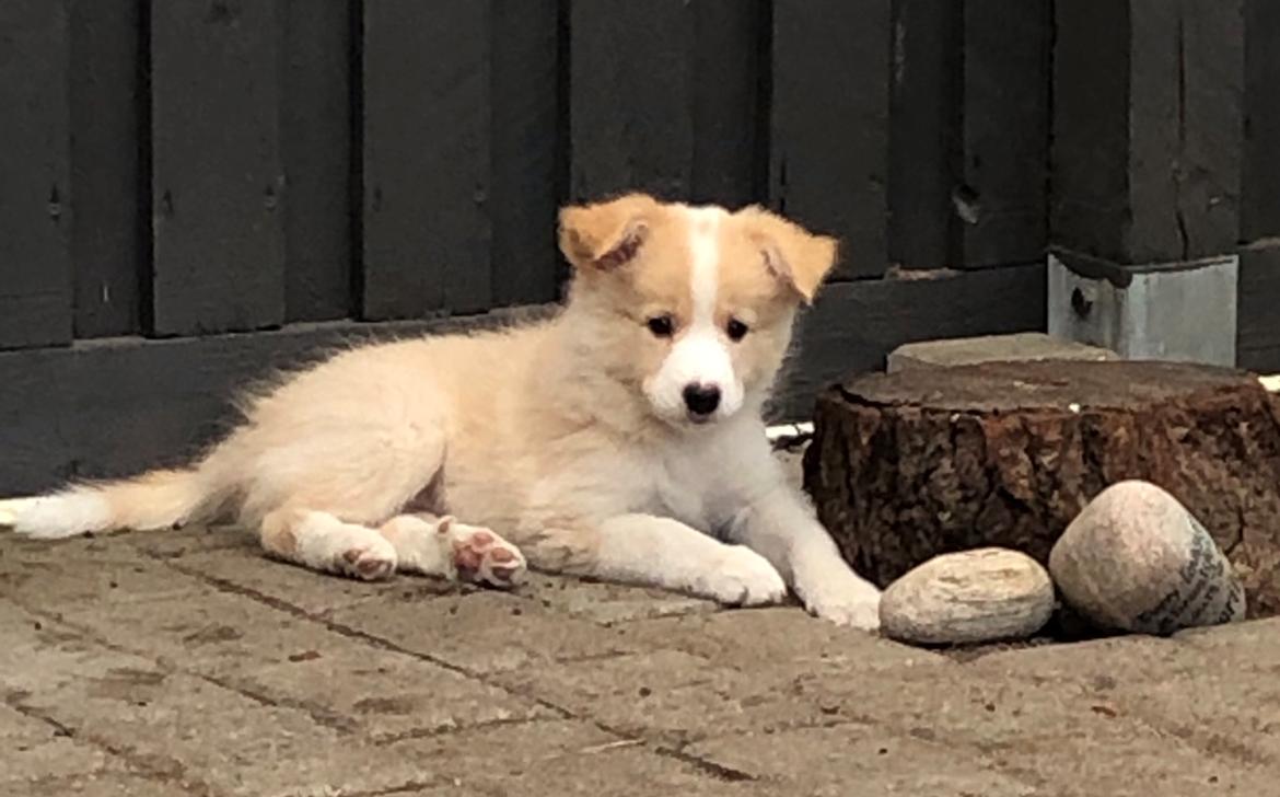 Border collie Ready to work Athena billede 10