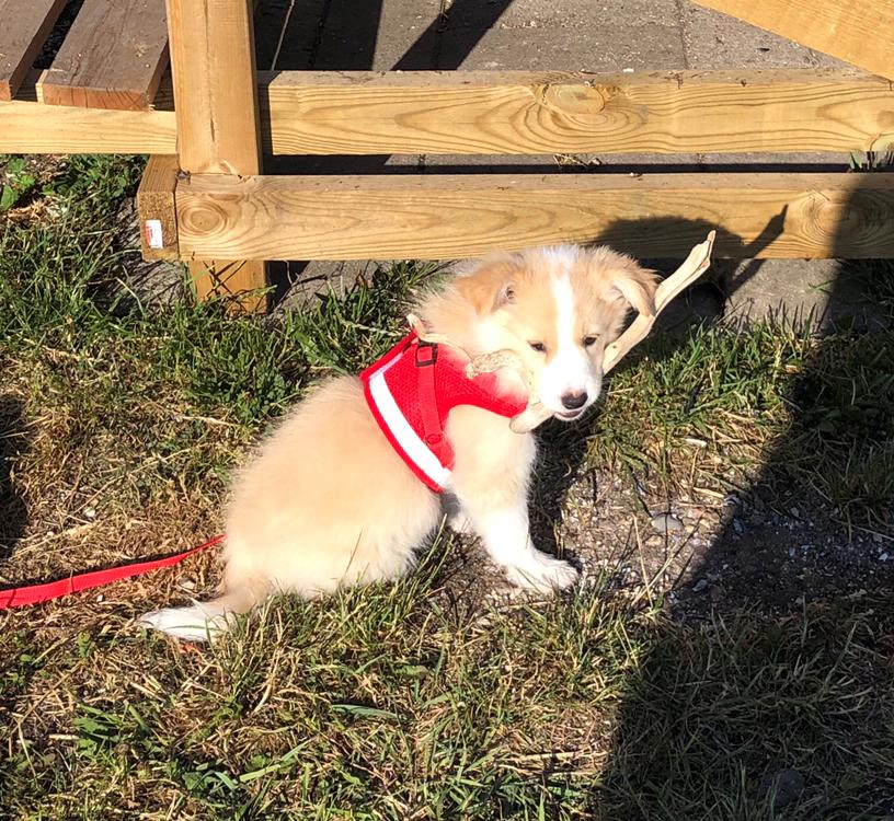 Border collie Ready to work Athena billede 11