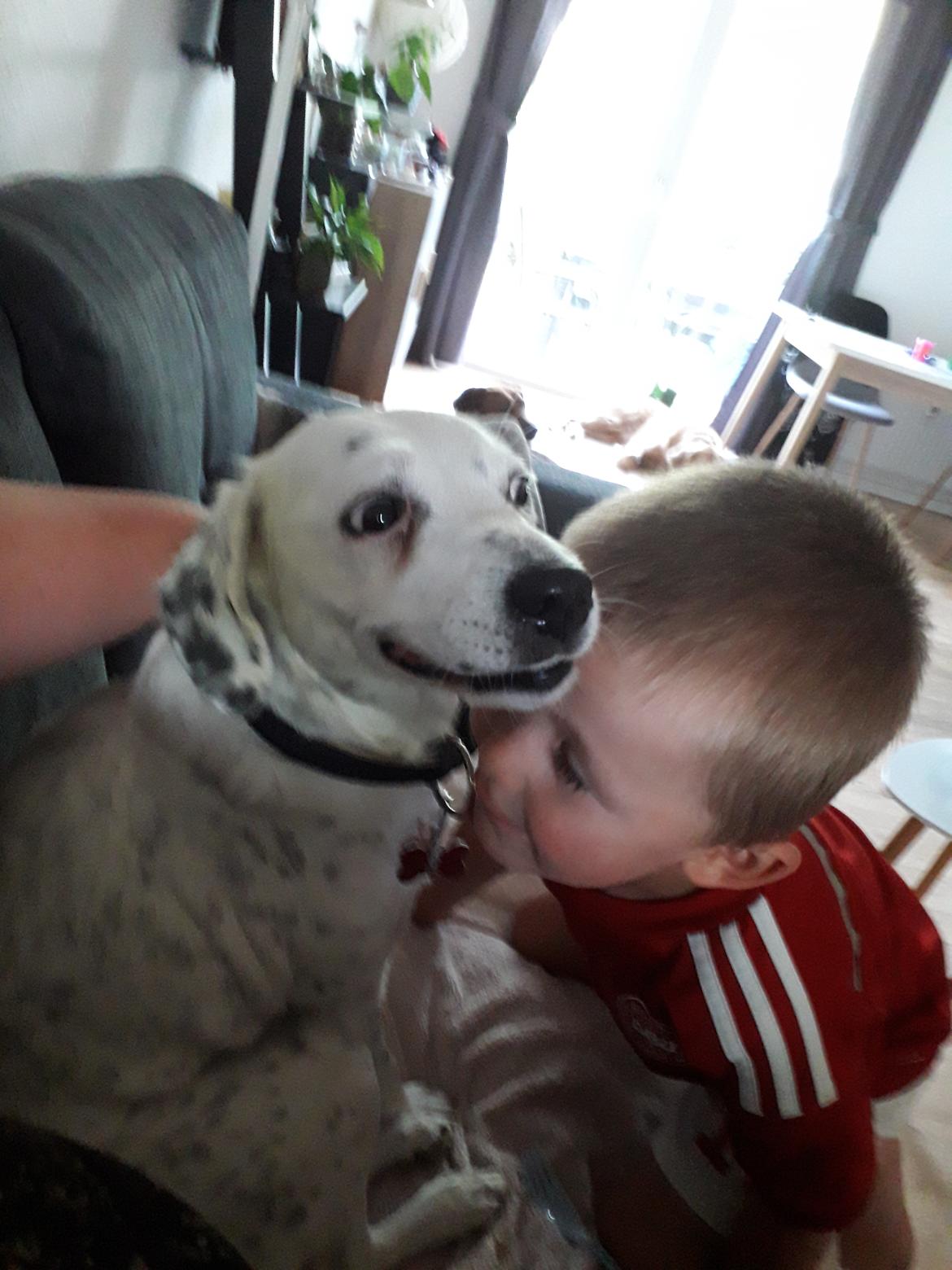 Blanding af racer Chili billede 1