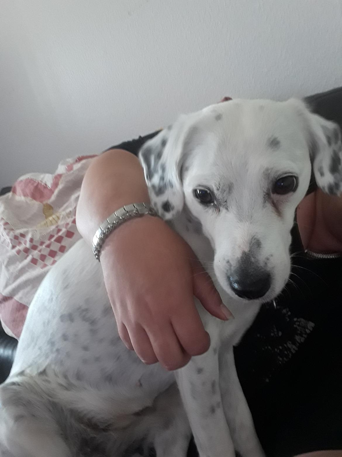 Blanding af racer Chili billede 2