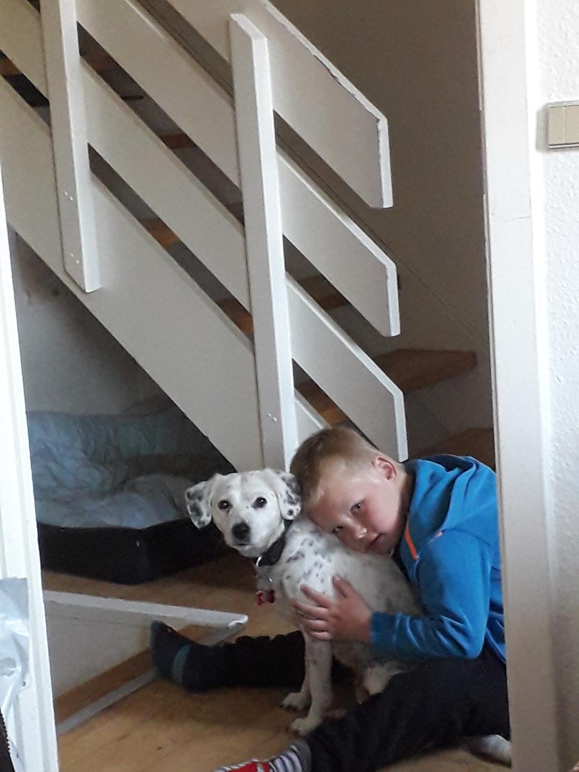 Blanding af racer Chili billede 7