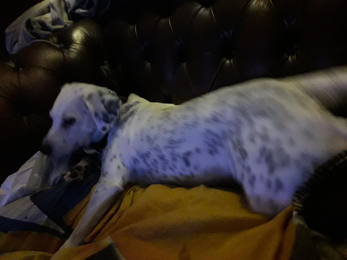 Blanding af racer Chili billede 9