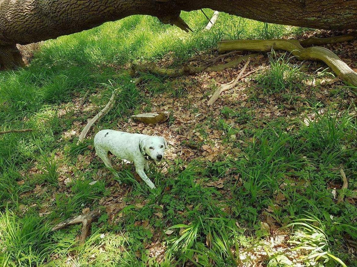 Blanding af racer Chili billede 14