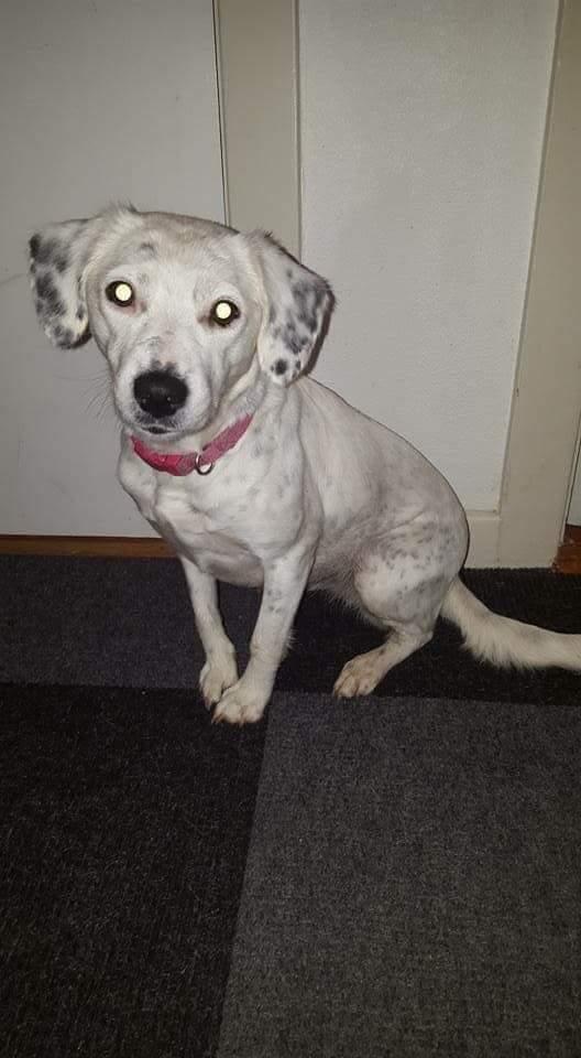 Blanding af racer Chili billede 17