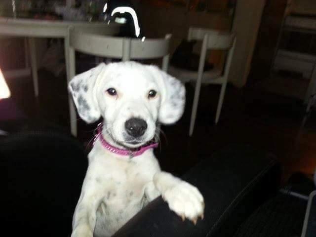 Blanding af racer Chili billede 16