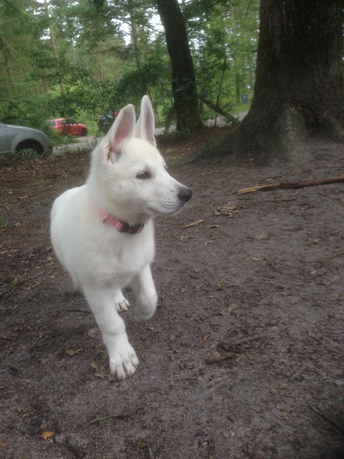 Hvid Schweizisk Hyrdehund SKYE (BeDaBlanco Nice Ninja) - Jeg var en megadygtig vaps i dag. Mor kaldte på mig fra en masse forskellige steder ... hun blev hele tiden væk jeg vidste godt hvor HUN var .... så jeg måtte jo løbe hen til hende, og hun blev såå glad hver gang jeg kom ... Det var ret skægt" billede 23