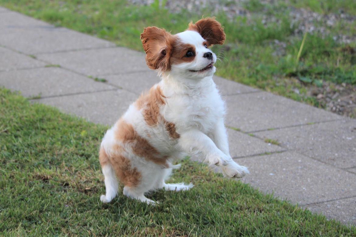 Cavalier king charles spaniel Team Hansen's New Creation (Kenzo) - Charme, selvtillid og lækre ører. <3 billede 7