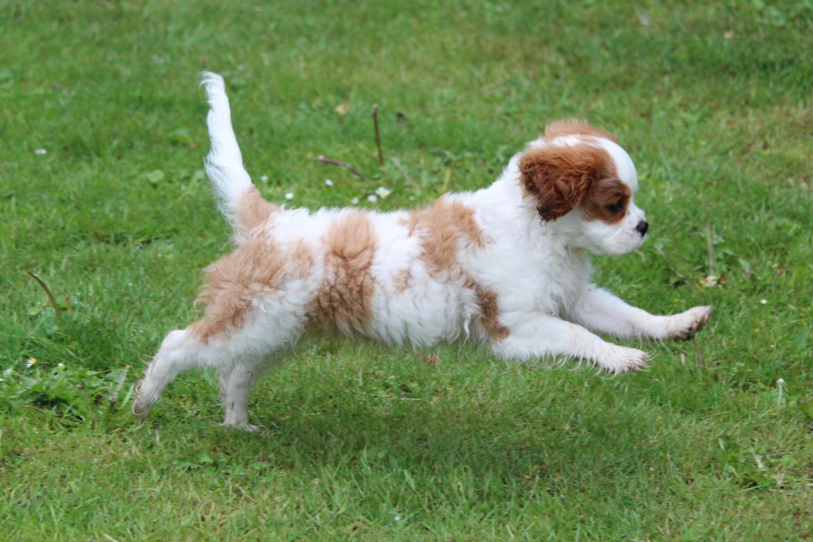 Cavalier king charles spaniel Team Hansen's New Creation (Kenzo) - Fuld fart frem! <3 billede 41