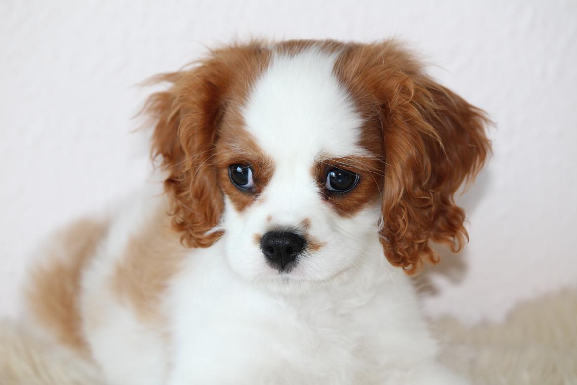 Cavalier king charles spaniel Team Hansen's New Creation (Kenzo) - Elskede babyfyr. <3 billede 18