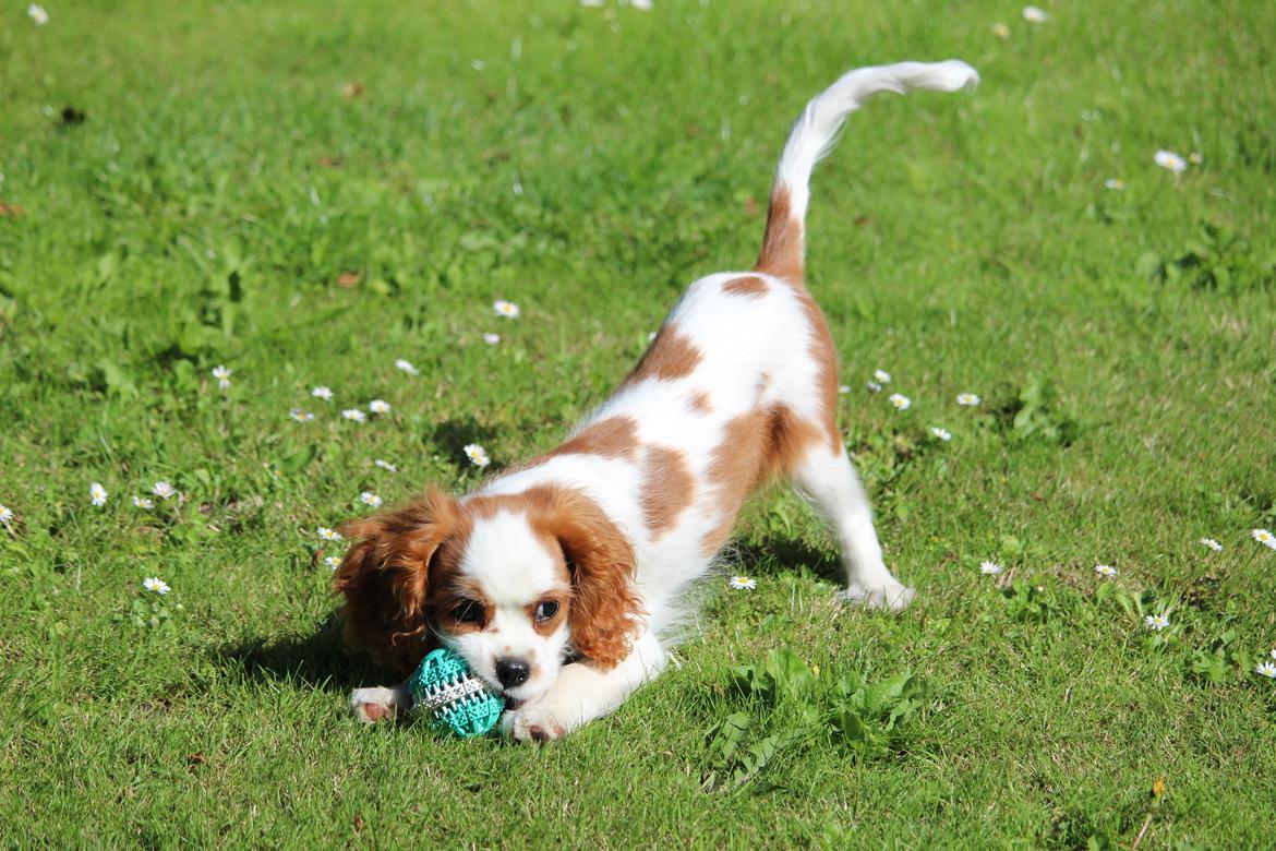 Cavalier king charles spaniel Team Hansen's New Creation (Kenzo) - Ballademager. <3 billede 27