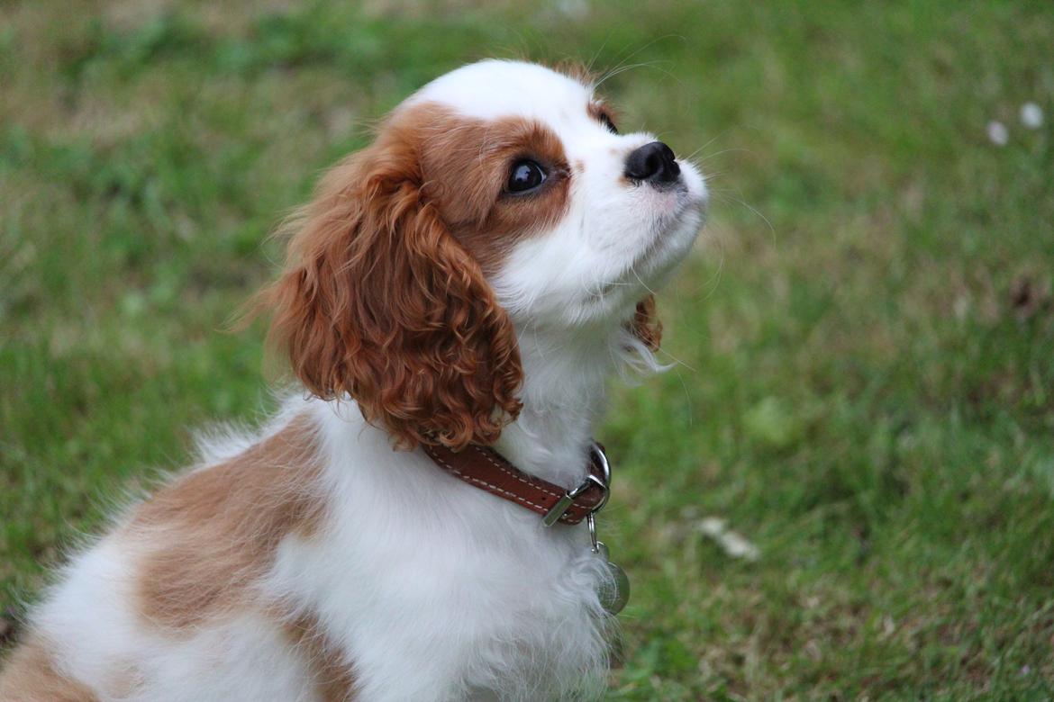 Cavalier king charles spaniel Team Hansen's New Creation (Kenzo) billede 24