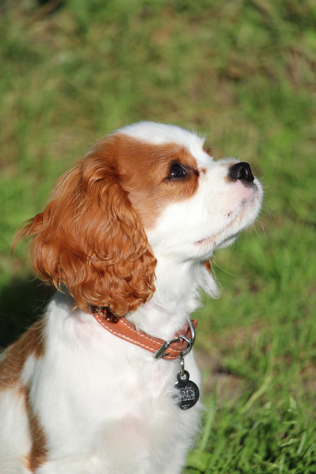 Cavalier king charles spaniel Team Hansen's New Creation (Kenzo) billede 28