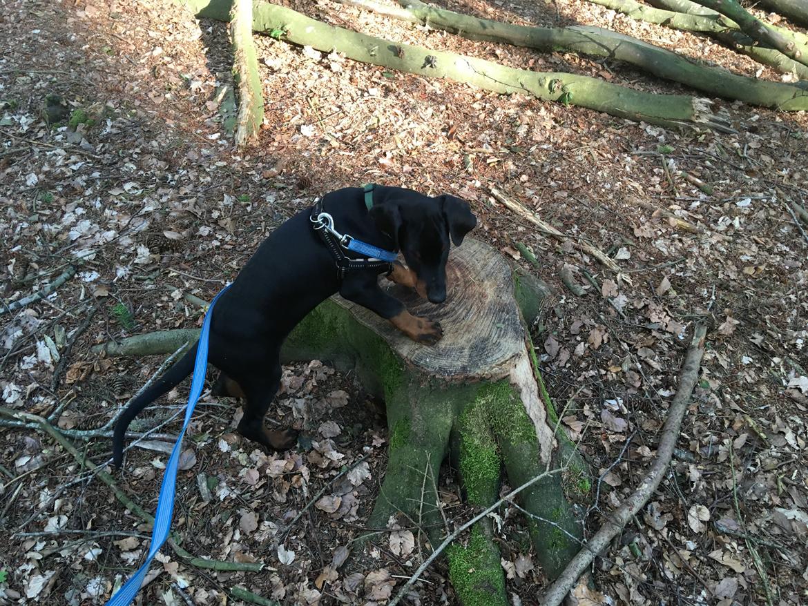 Dobermann Kenobi billede 6