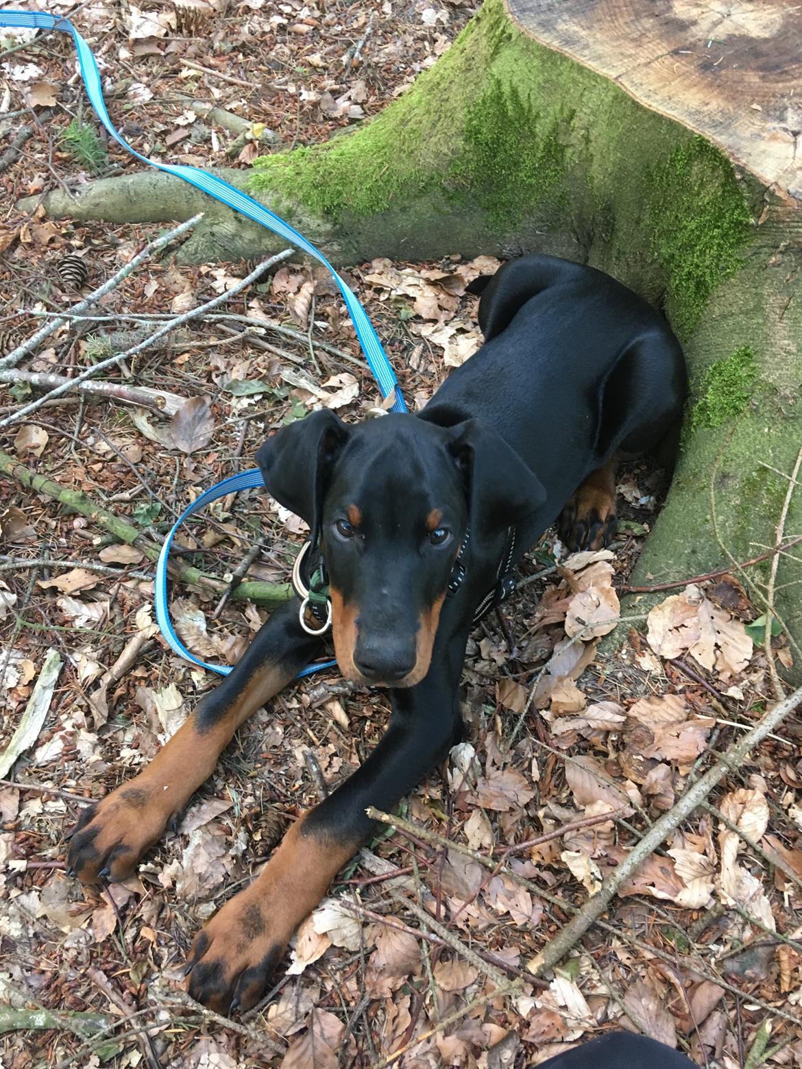 Dobermann Kenobi billede 8