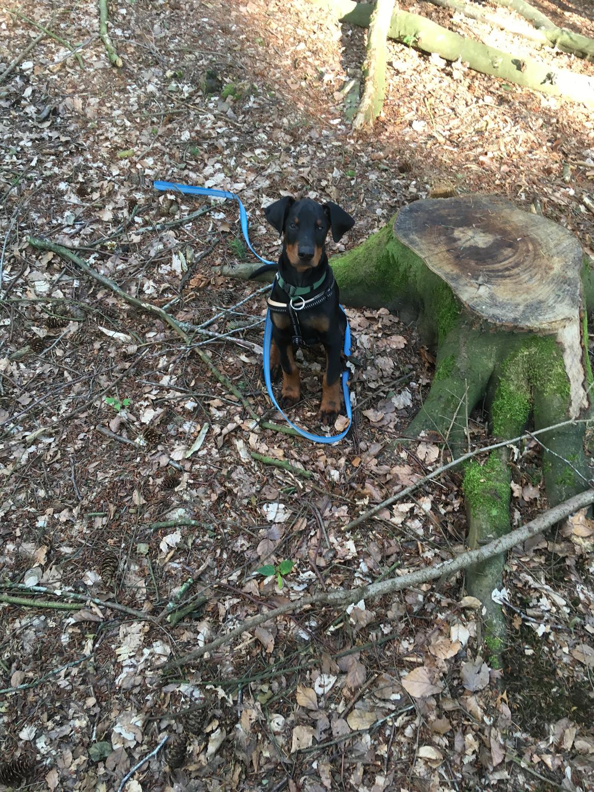 Dobermann Kenobi billede 7