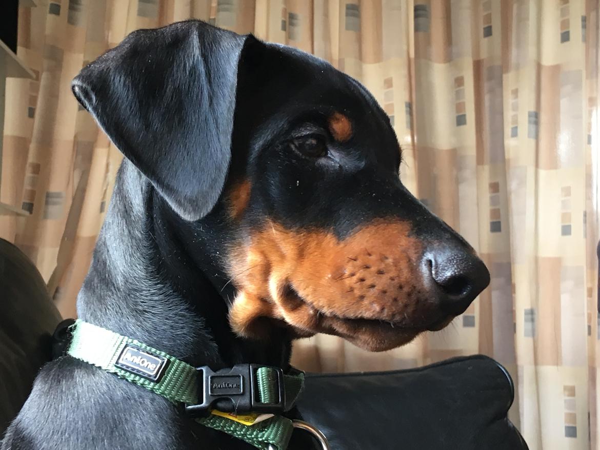 Dobermann Kenobi billede 10