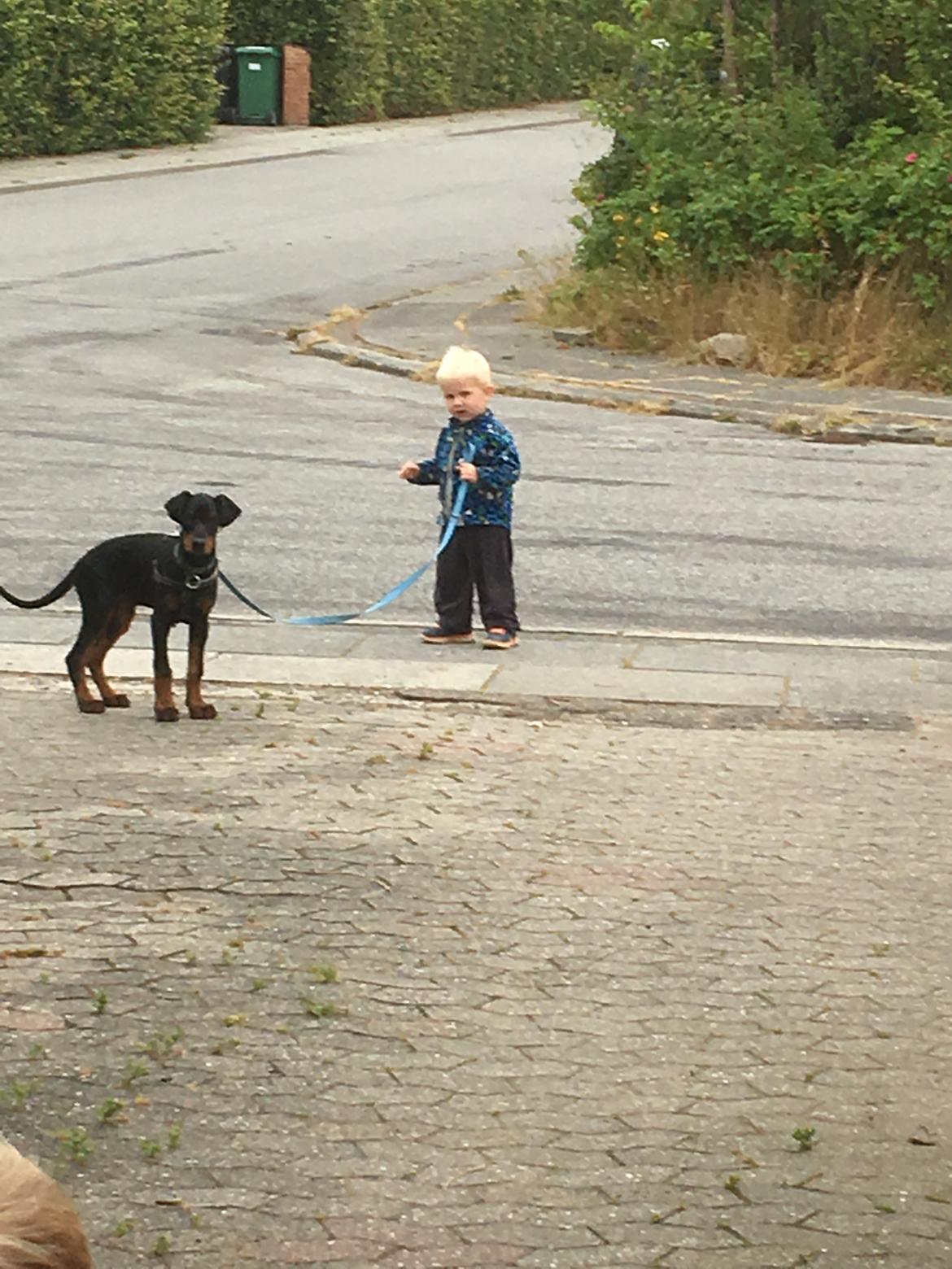 Dobermann Kenobi billede 9