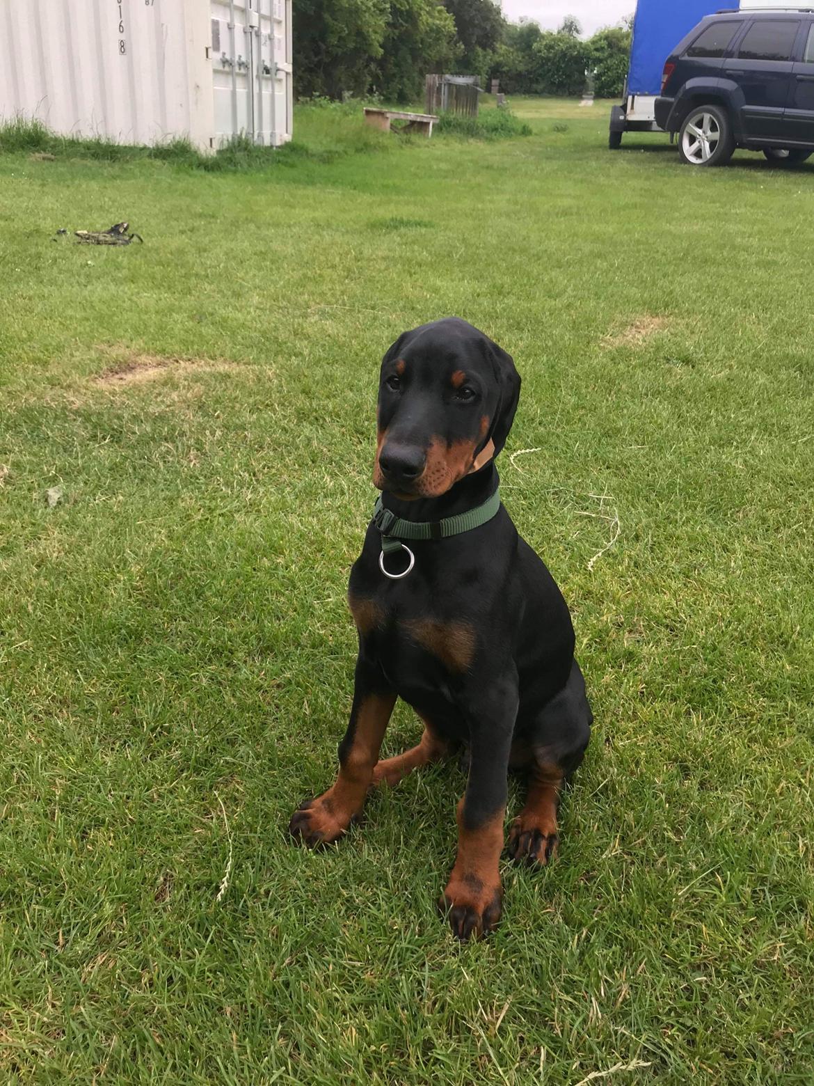 Dobermann Kenobi billede 13
