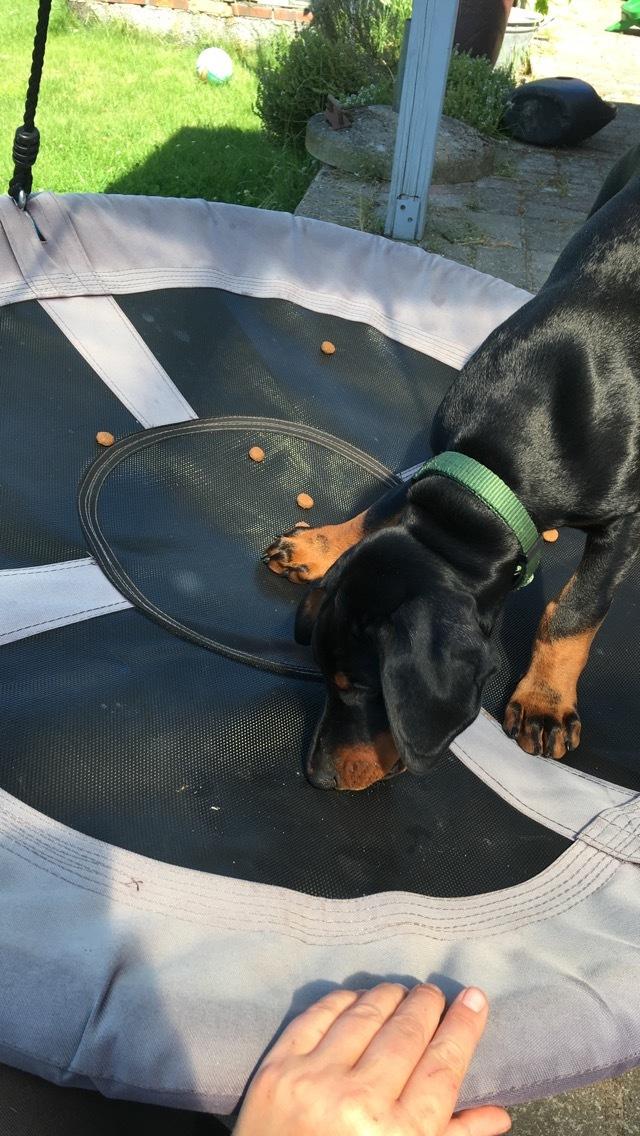 Dobermann Kenobi billede 11