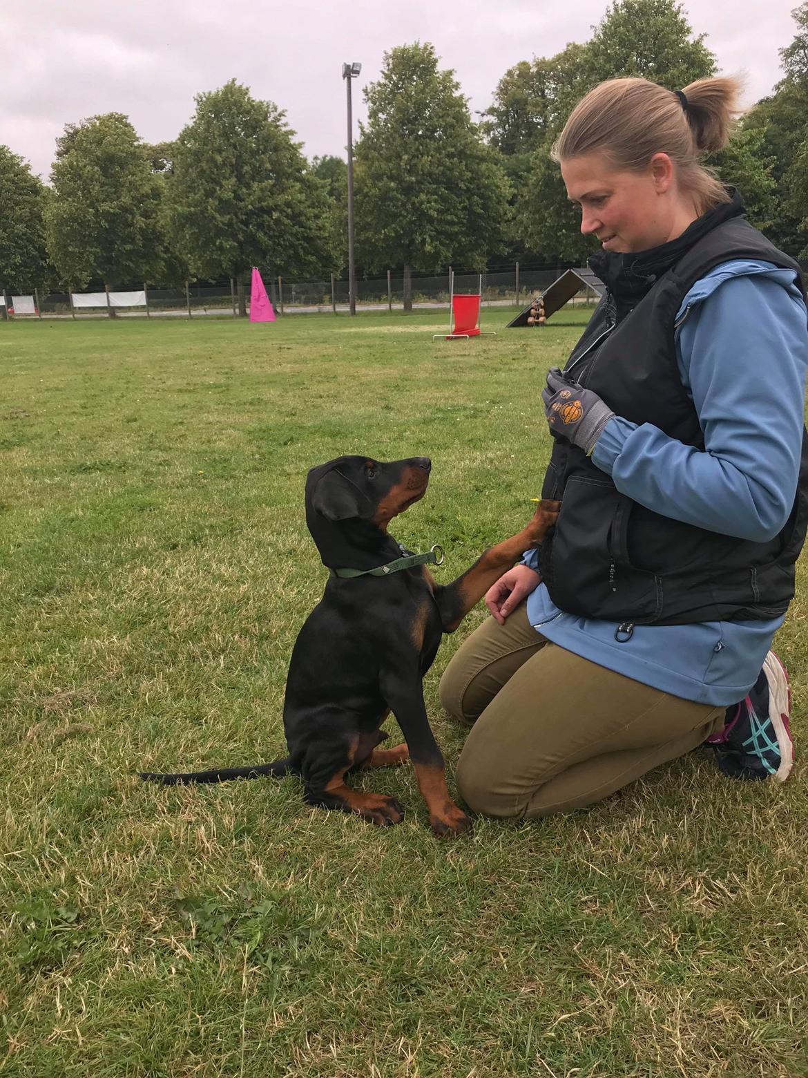 Dobermann Kenobi billede 14