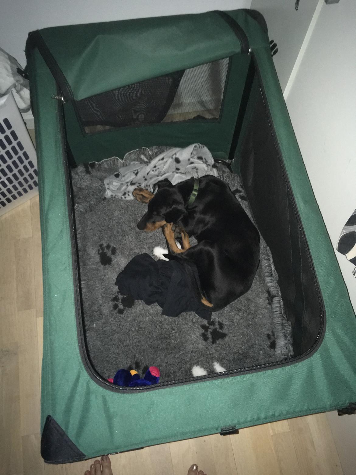 Dobermann Kenobi billede 15